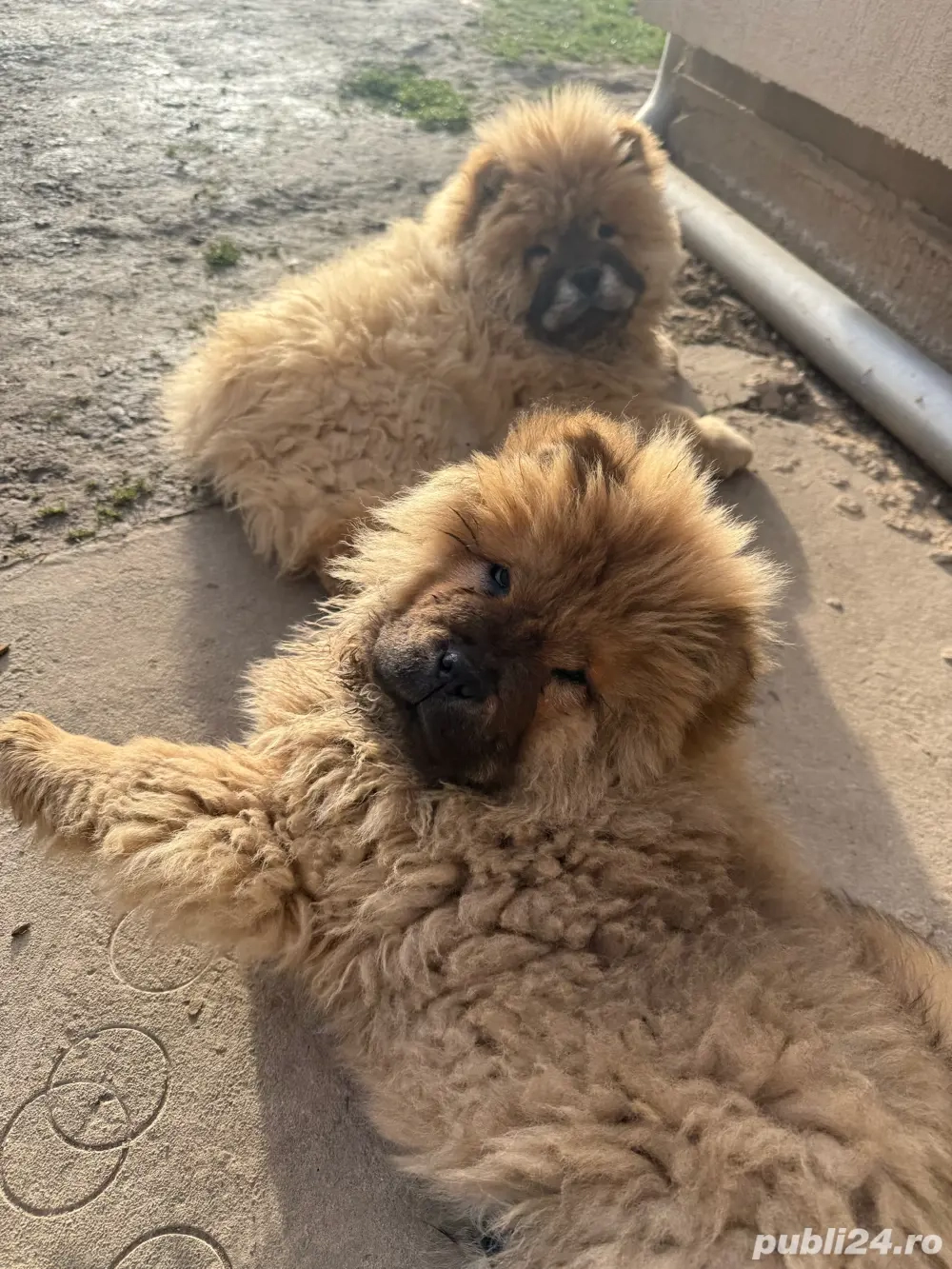 Chow Chow mascul disponibil