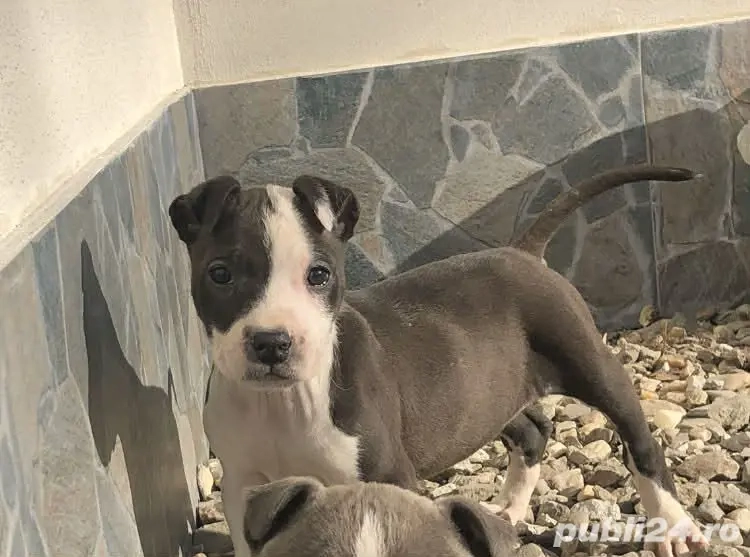 Disponibilă femelă Amstaff 