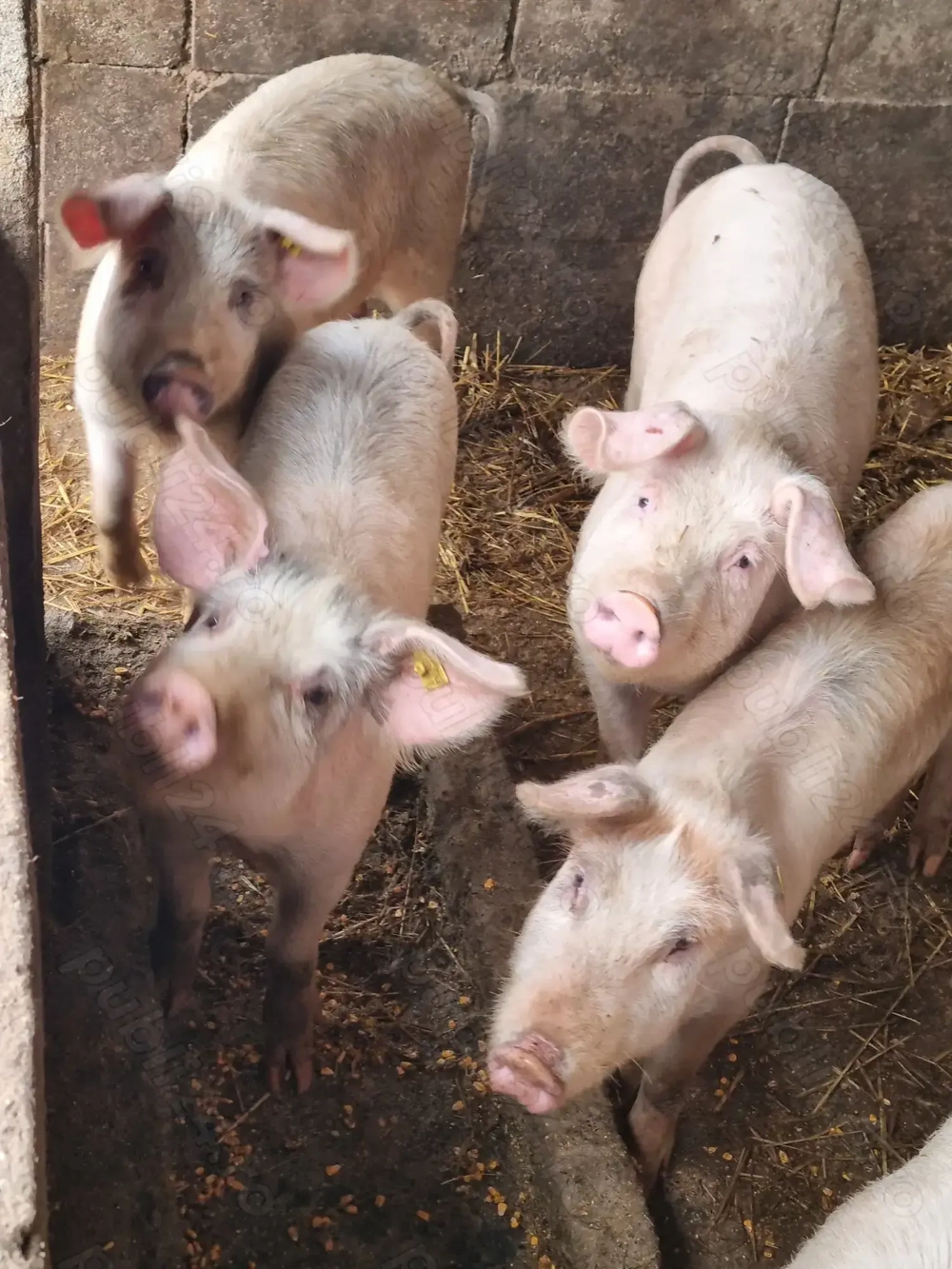 Porci de vanzare in Vetis