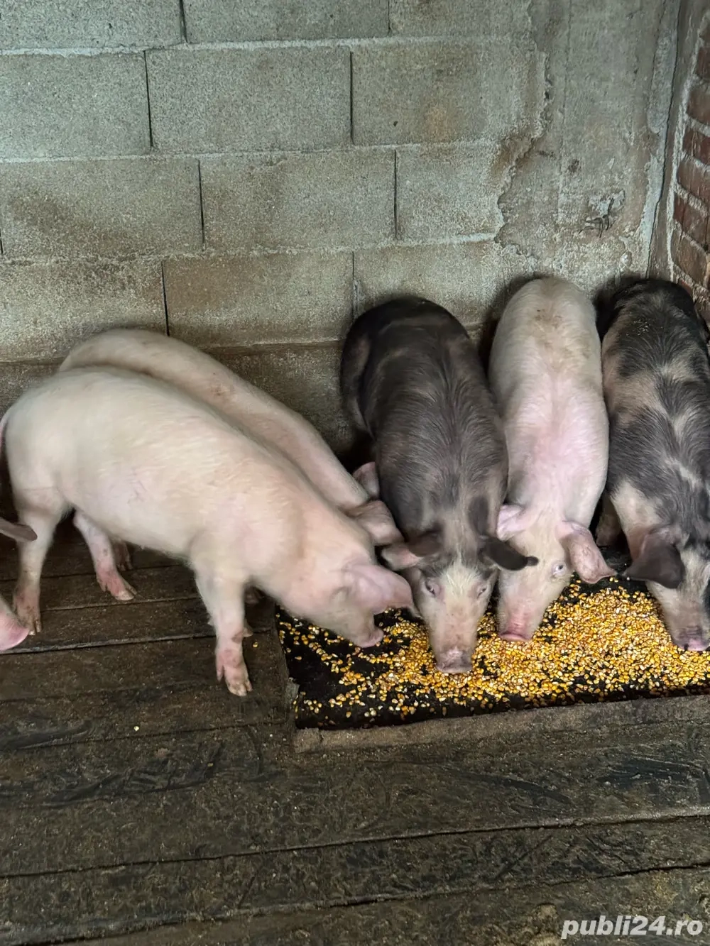 Grăsuni de vânzare