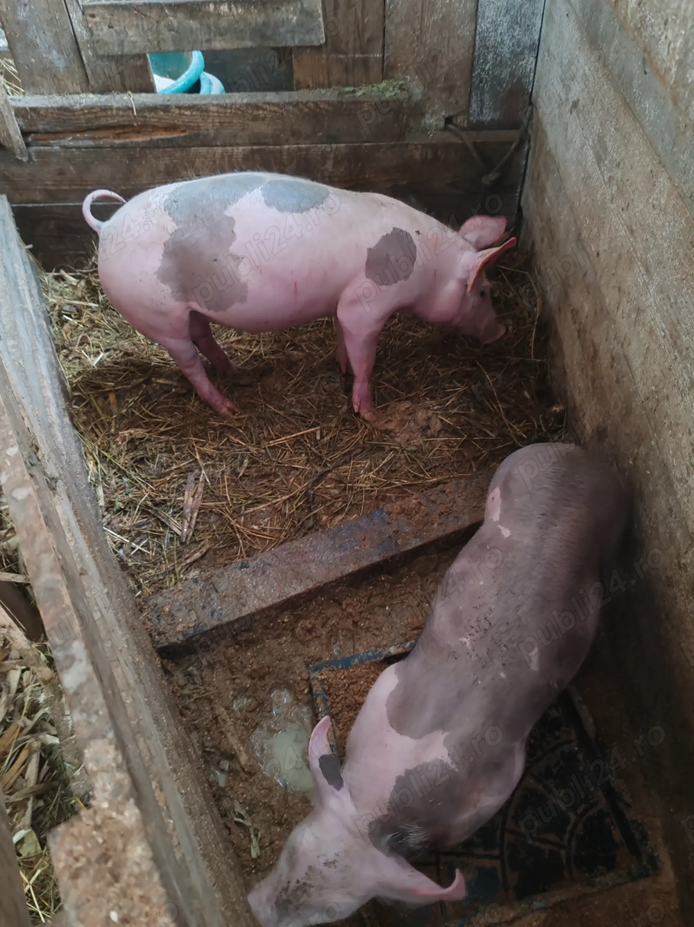 Vând doi purcei frumosi