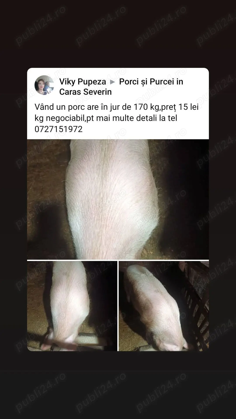 Vand un porc la alegere din 4 