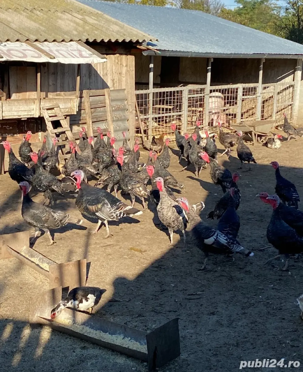 Curcani,Curci,Ratoi si Rate