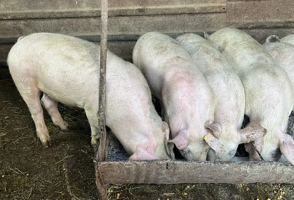 Purcei de vânzare 45 - 50 kg bucata 