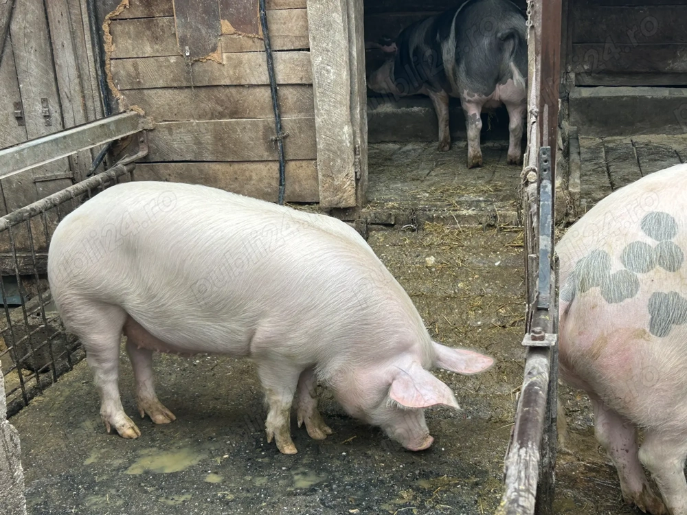 Vând porc marele alb , ultimul disponibil 