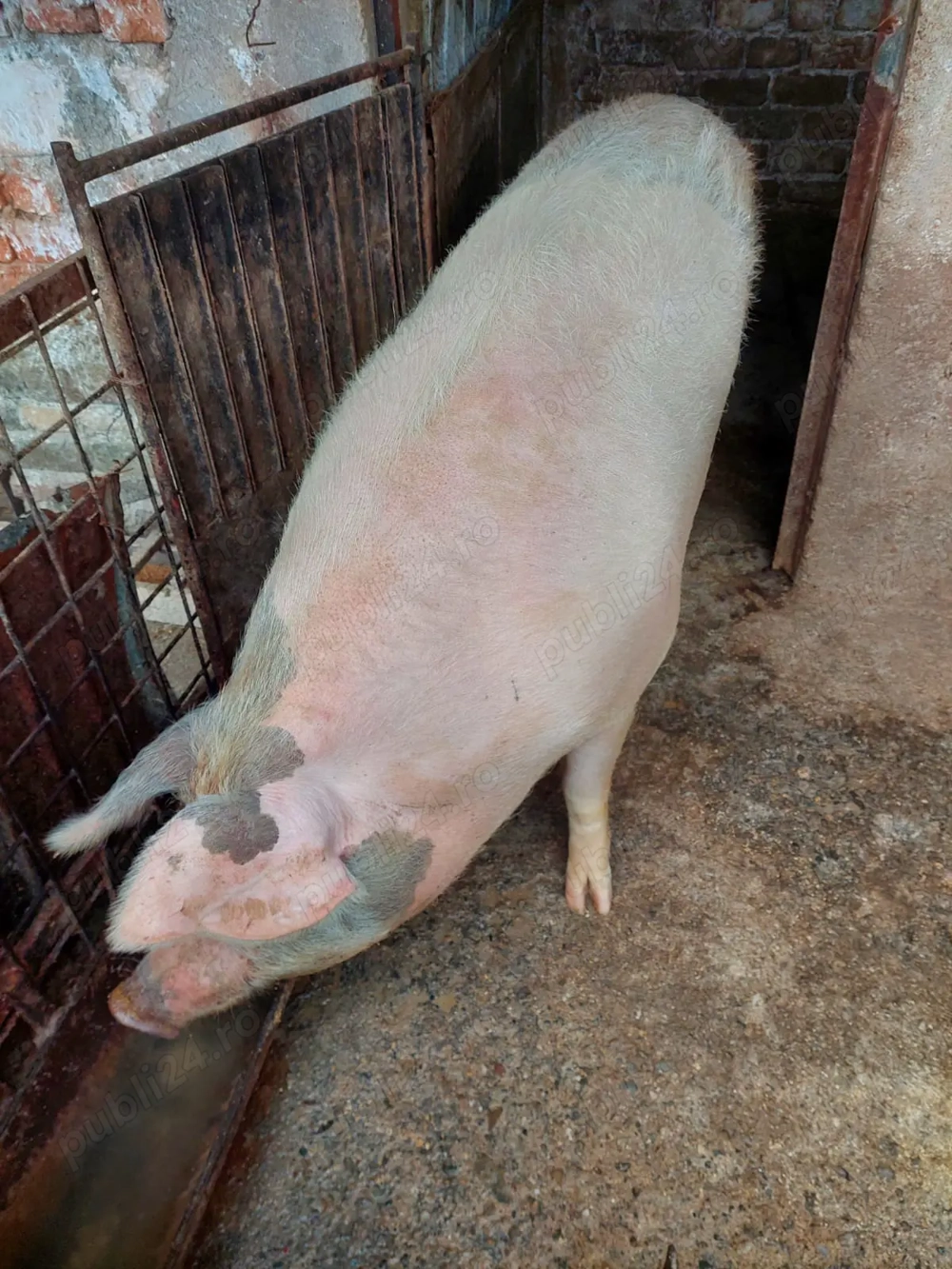 Vand porc pentru Craciun 220kg 15lei kg