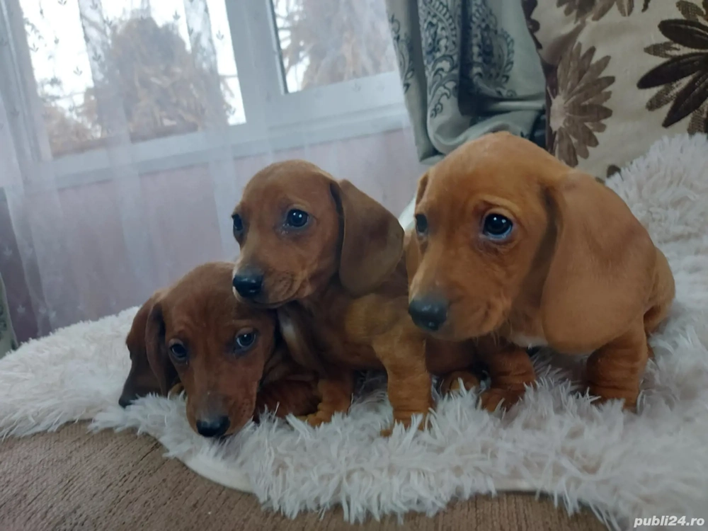 1 băiat teckel de 8 saptamani