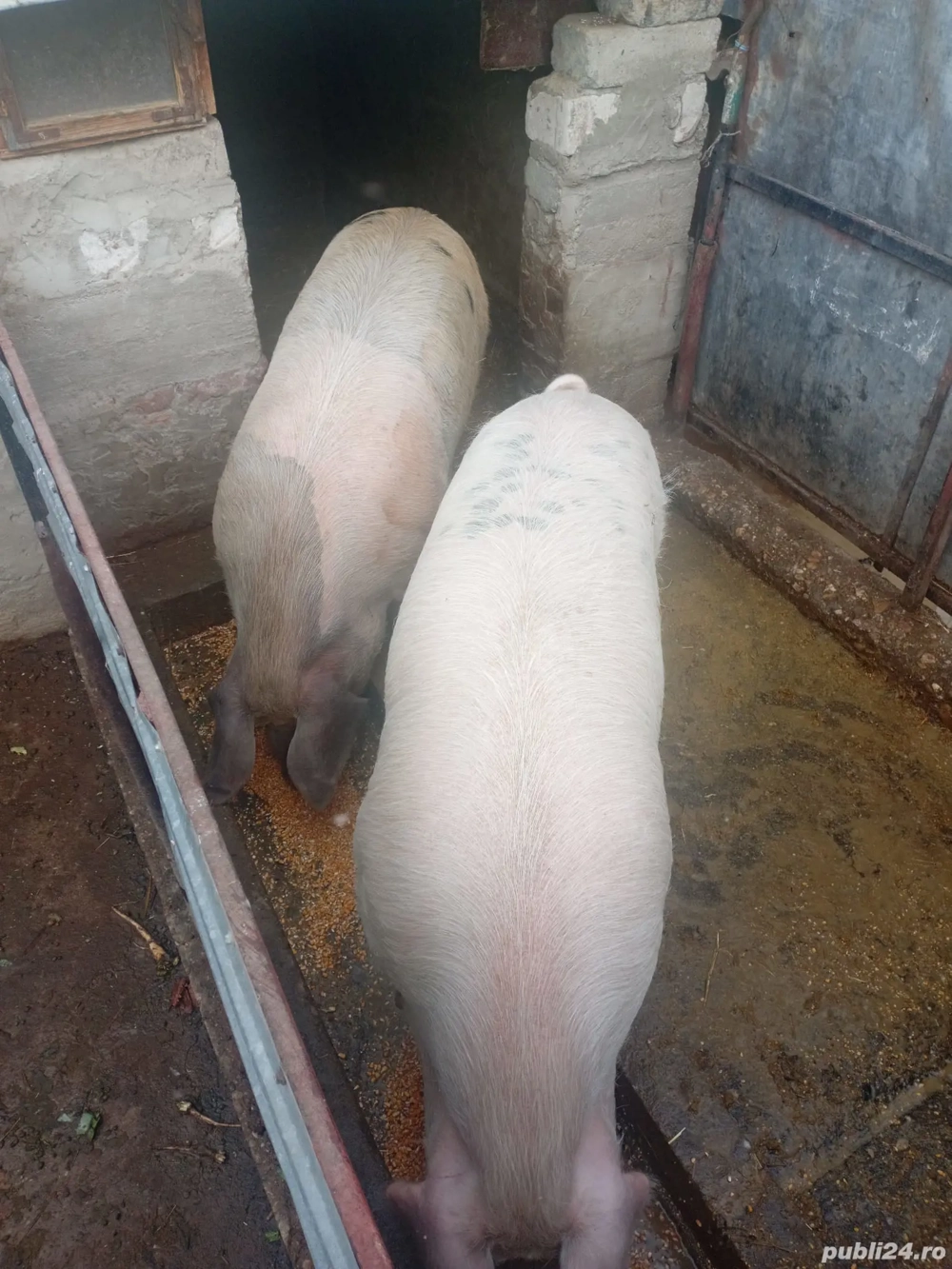 porc gras peste 200kg