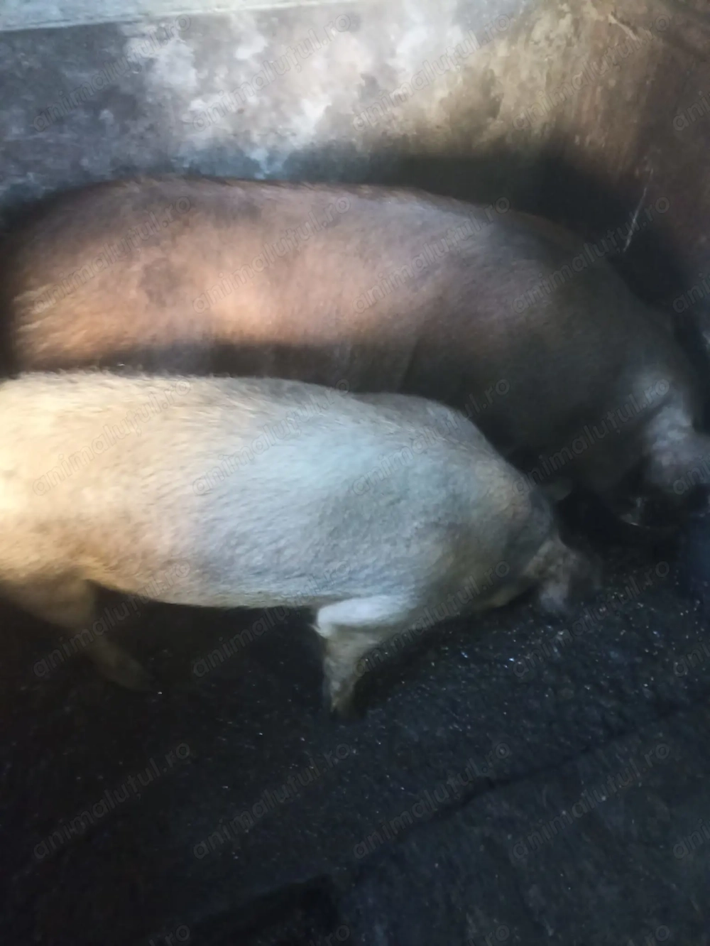 porci Duroc de vânzare 