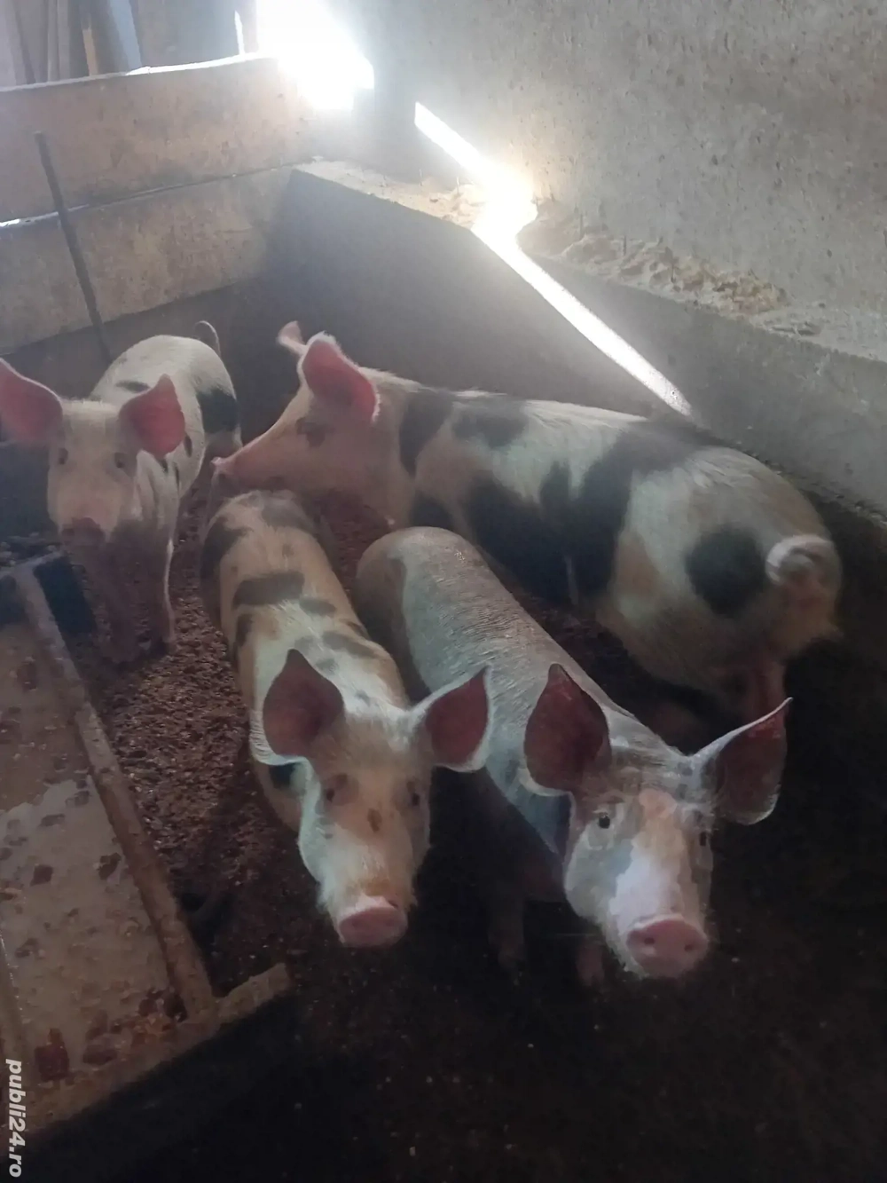 Vand porci aproximativ 40 50kg