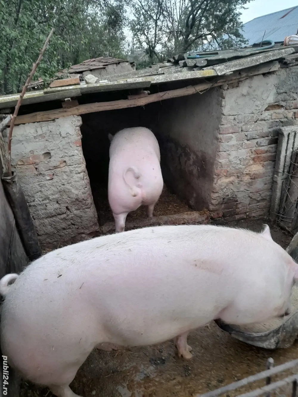 Porci de vazare