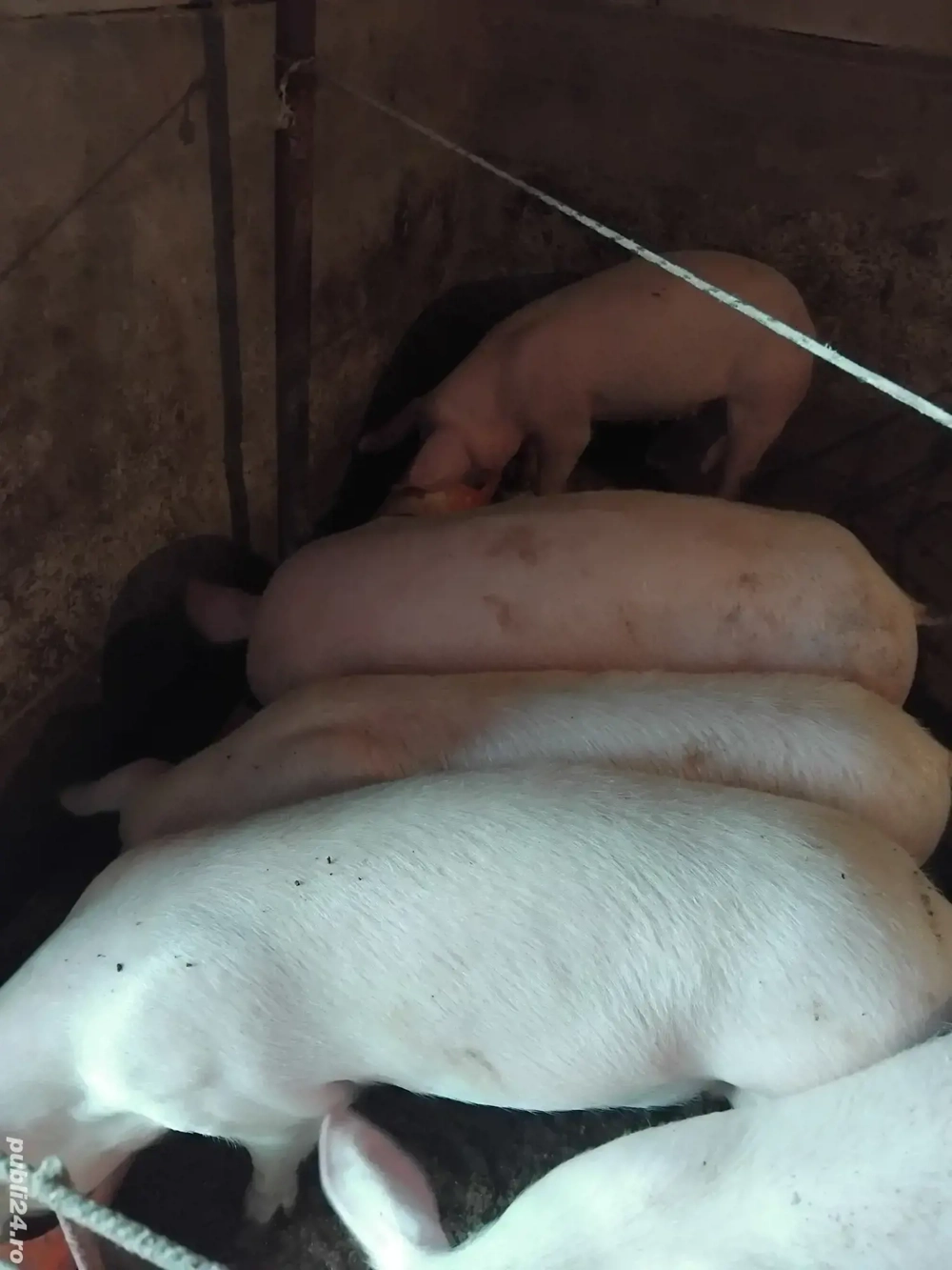 grăsuni de vanzare la pret bun