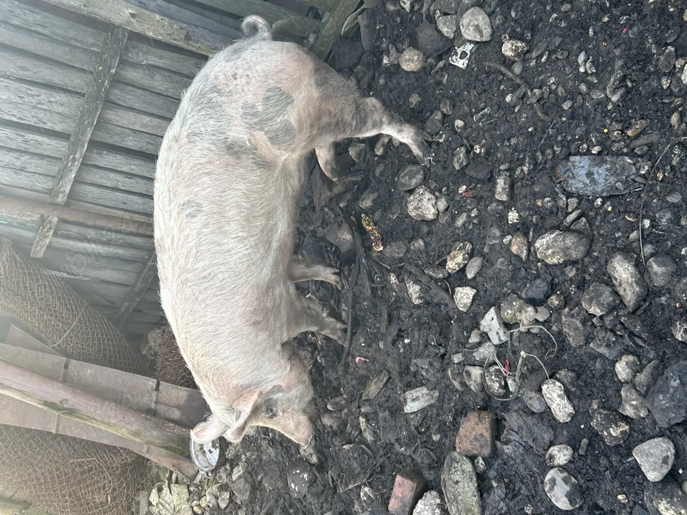 Porci de vânzare crescuți natural 