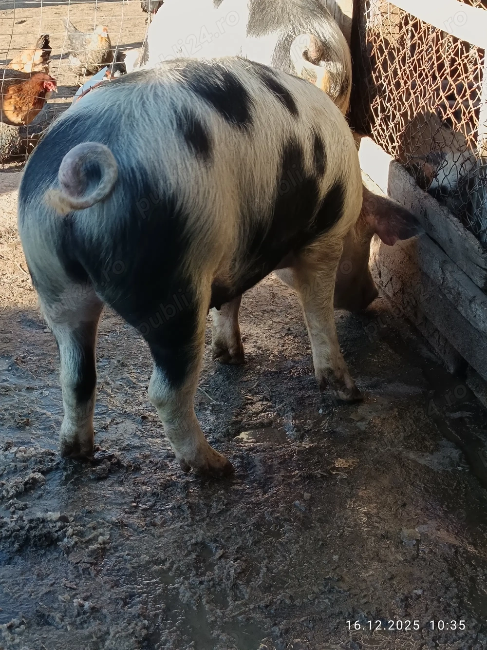 Vând porci de țară