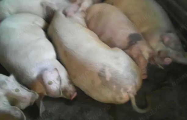 Vand porci rasa de carne de la 80kg la 130kg