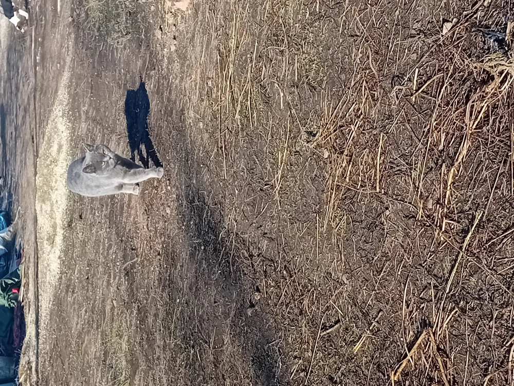 Vand pisică british 