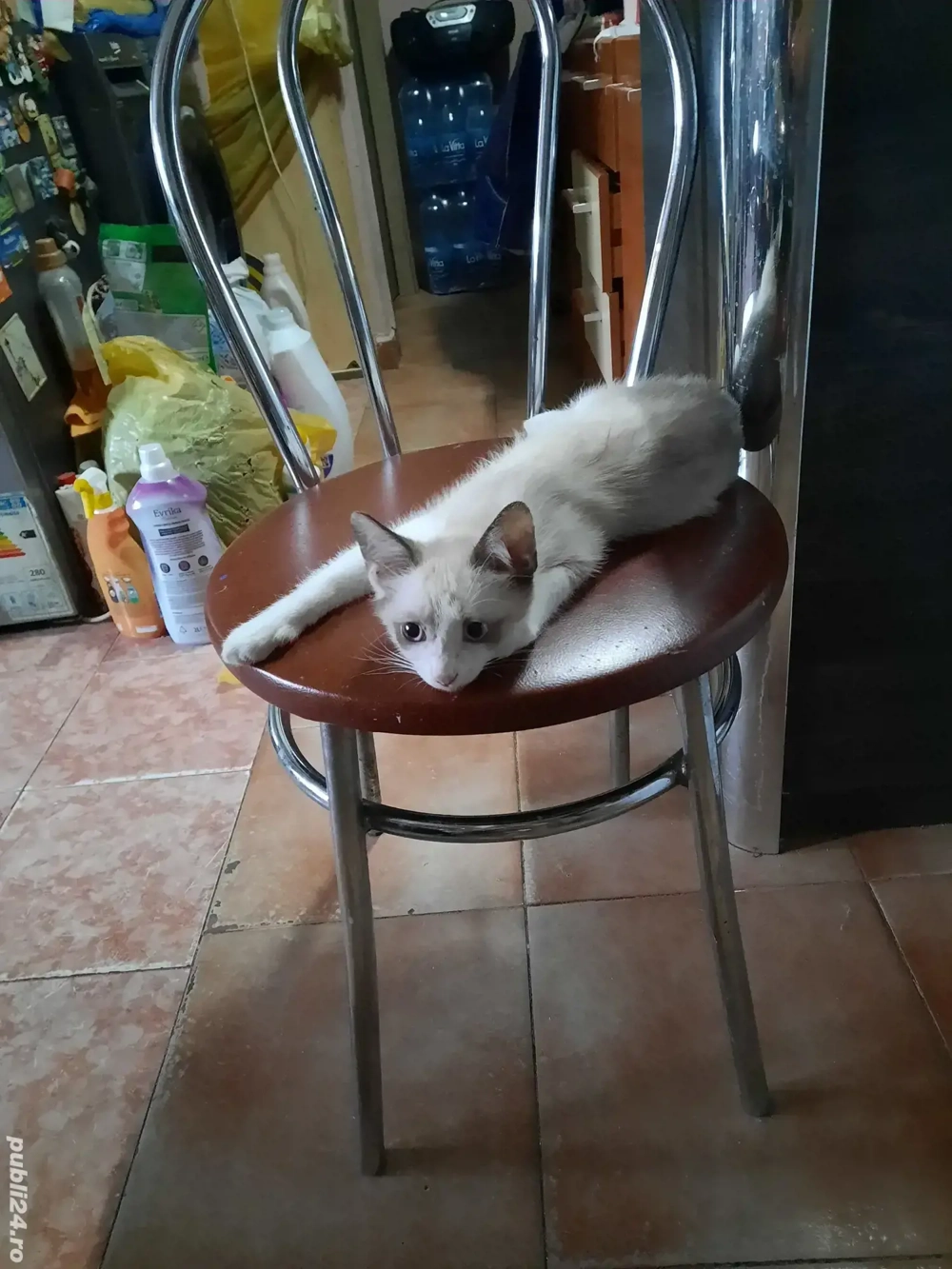 motan de vânzare Oradea 