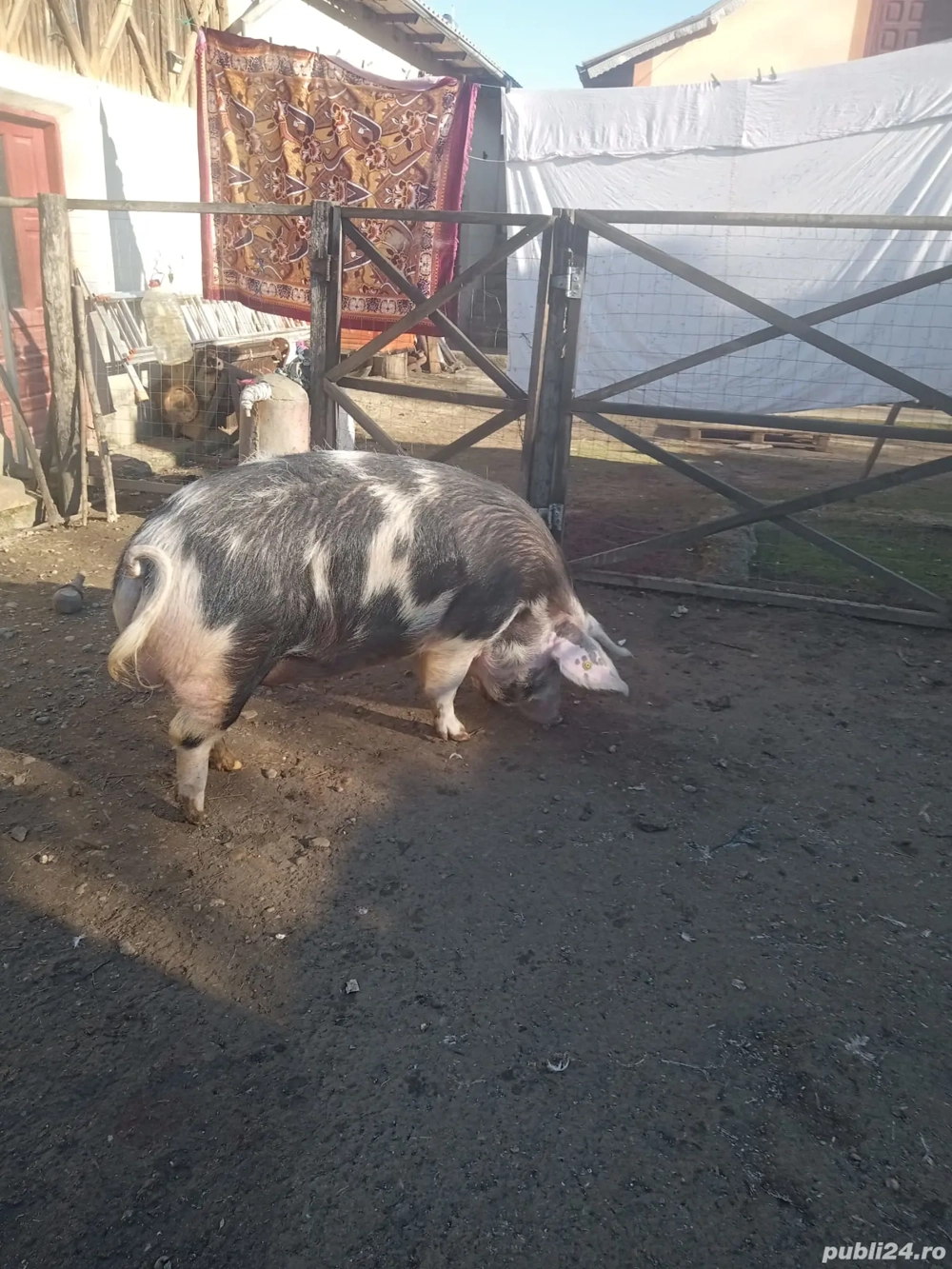 Vând porci de țară! 