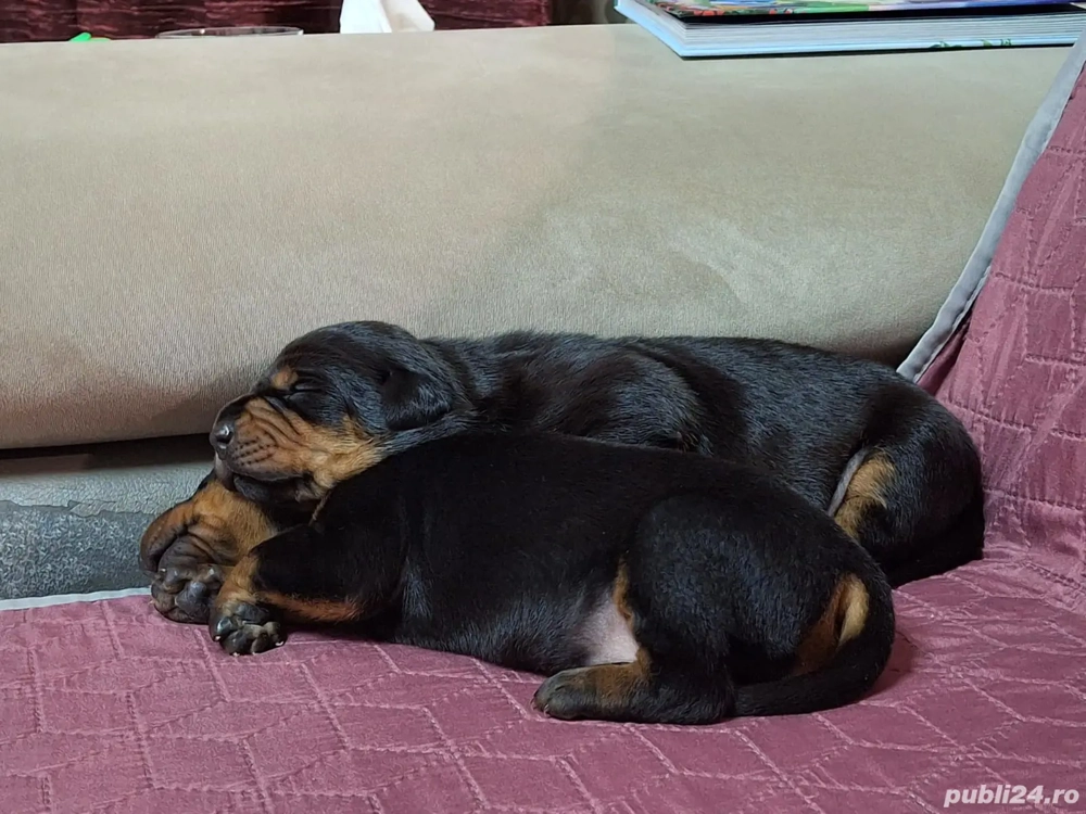 Catelusi dobermann 2 masculi