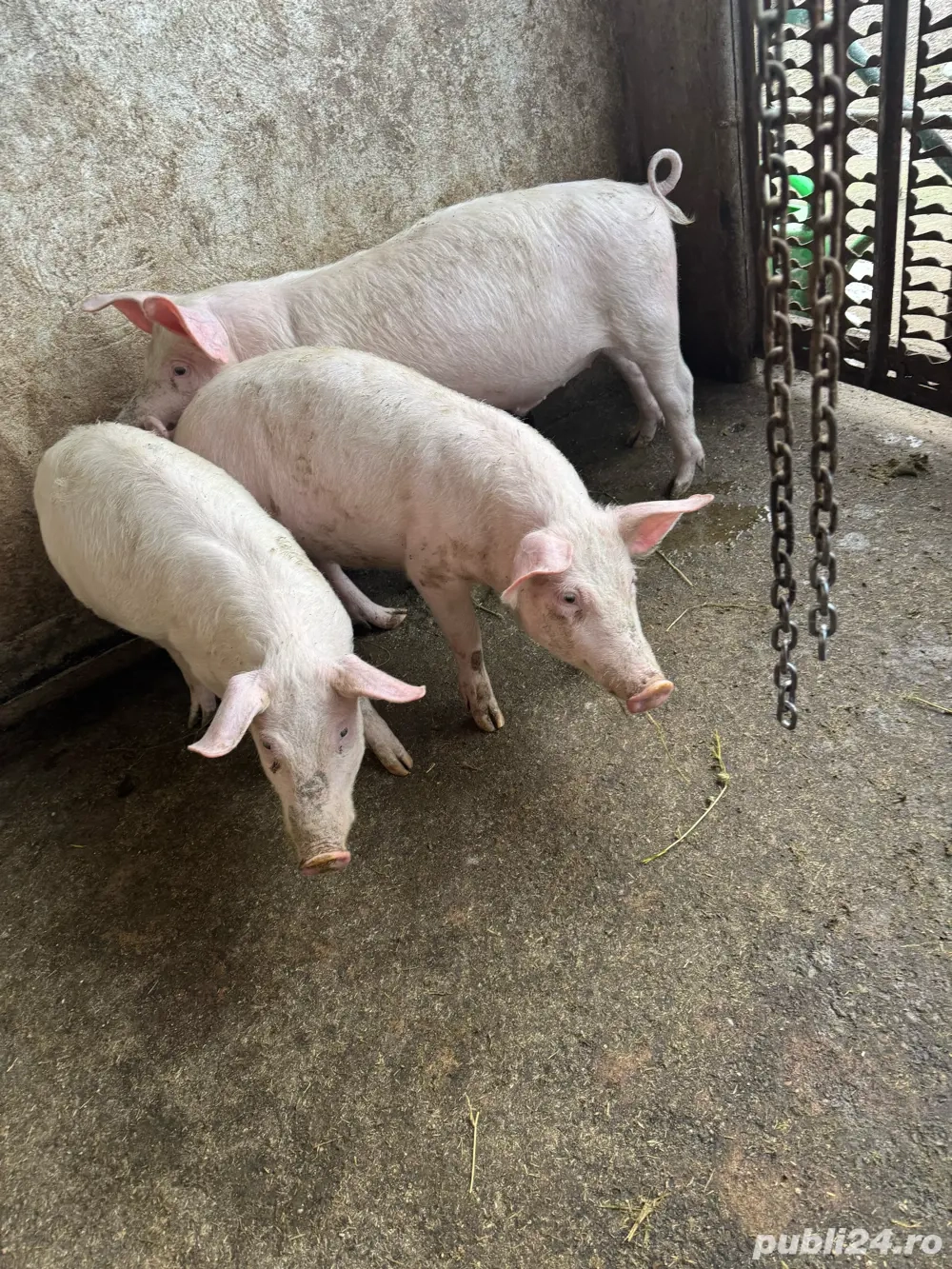 3masculi de 4luni 30kg