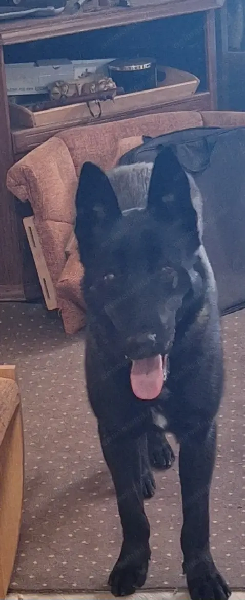 Vând Ciobănesc Belgian Malinois în vârstă de 9 luni