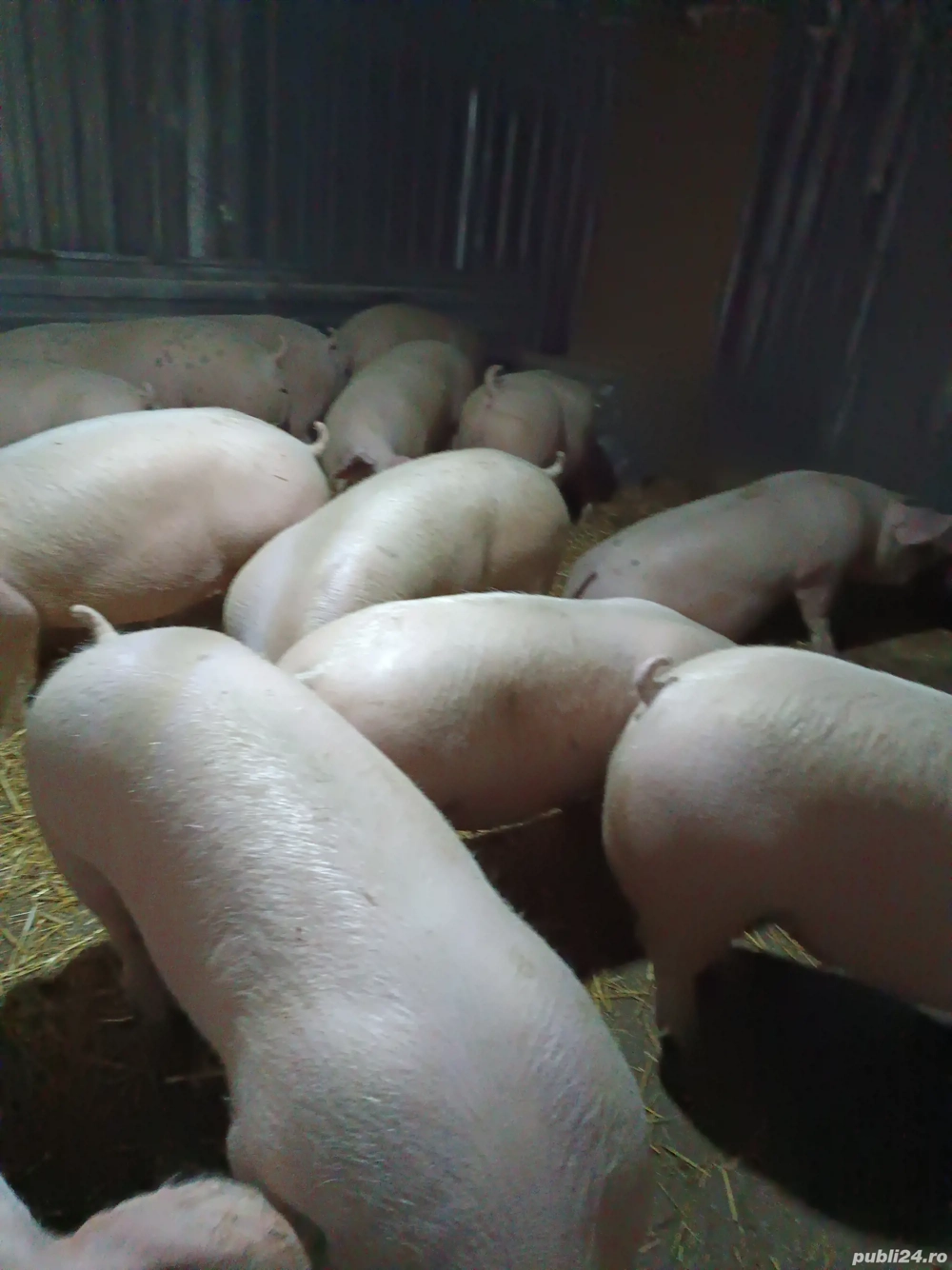 Vând porci de carne