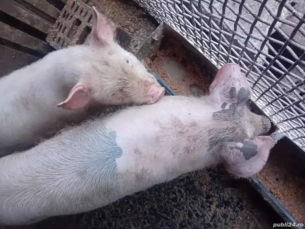 Vand purcei de aproximativ 30 kg