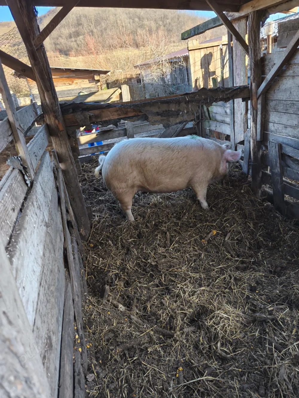 Vindem 2 scroafe pentru sacrificat 