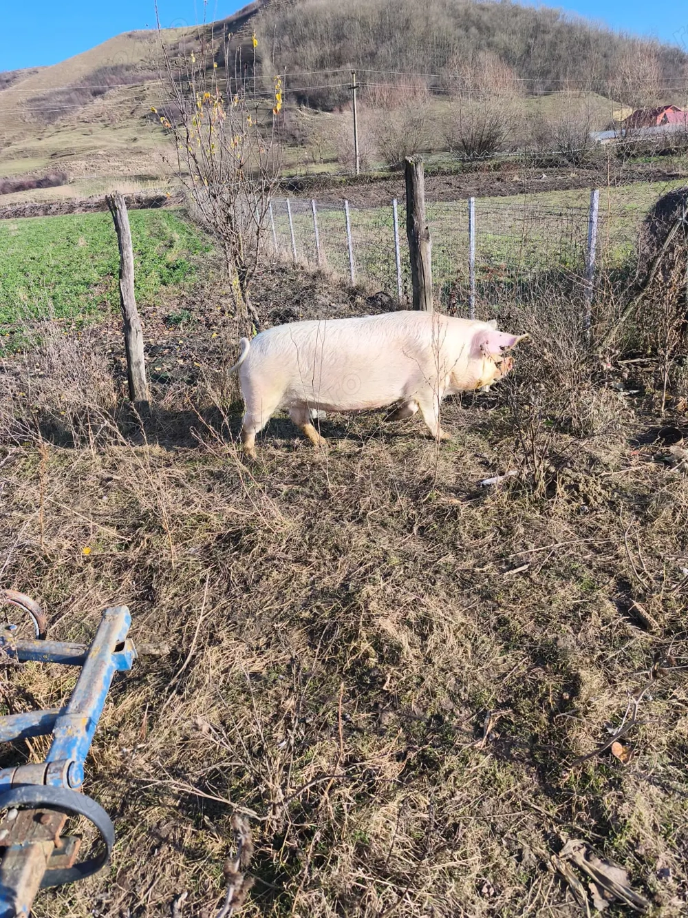 Vindem 2 scroafe pentru sacrificat 