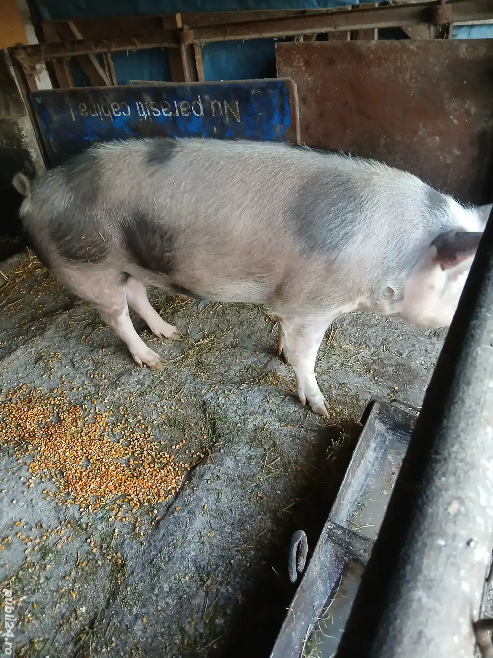 porc de vanzare 