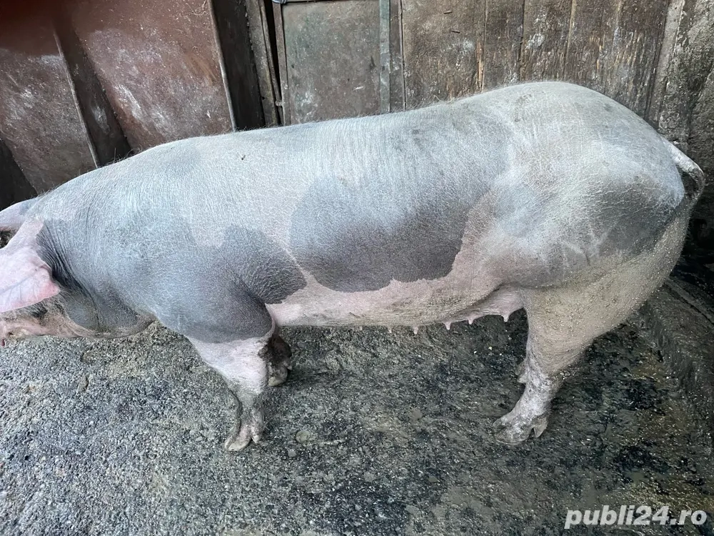 de vanzare scrofa petrean 