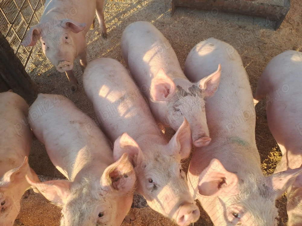 Vând Porci la Două luni jumate 