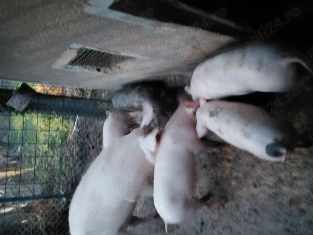 Purcei de vânzare 