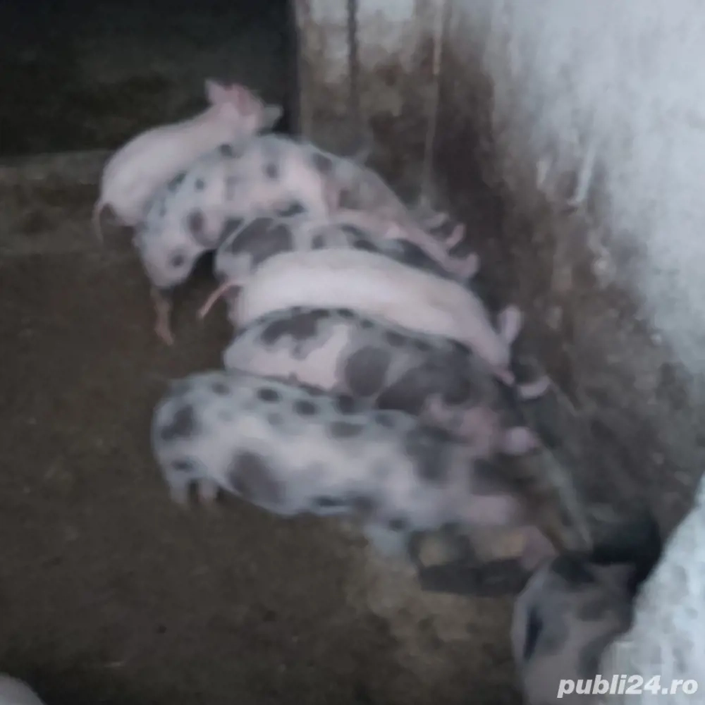 purcei ideali pt protap