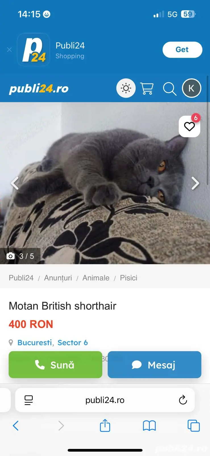 Motan British shorthair blue 