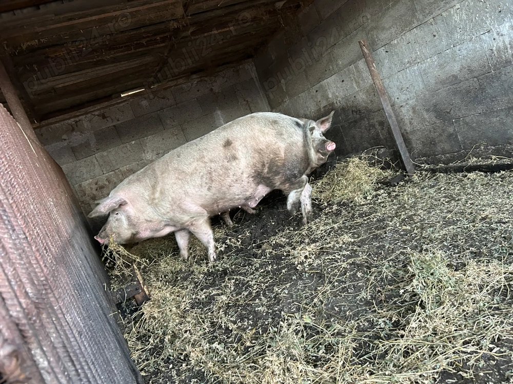 Vând pentru sacrificat 