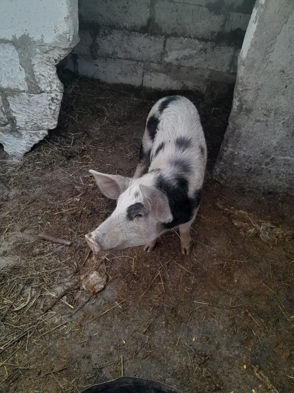 Vând porc în jur de 40 kg