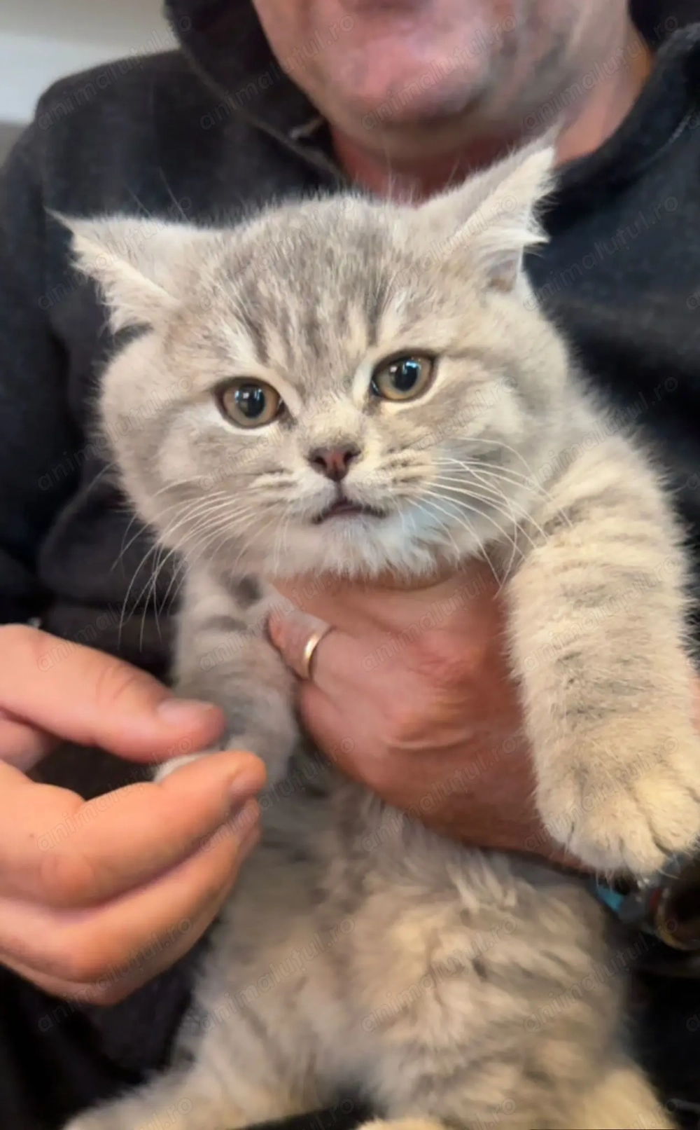 Motanel Scottish Straight, in varsta de 3 luni, cu pasaport si vaccinurile la zi