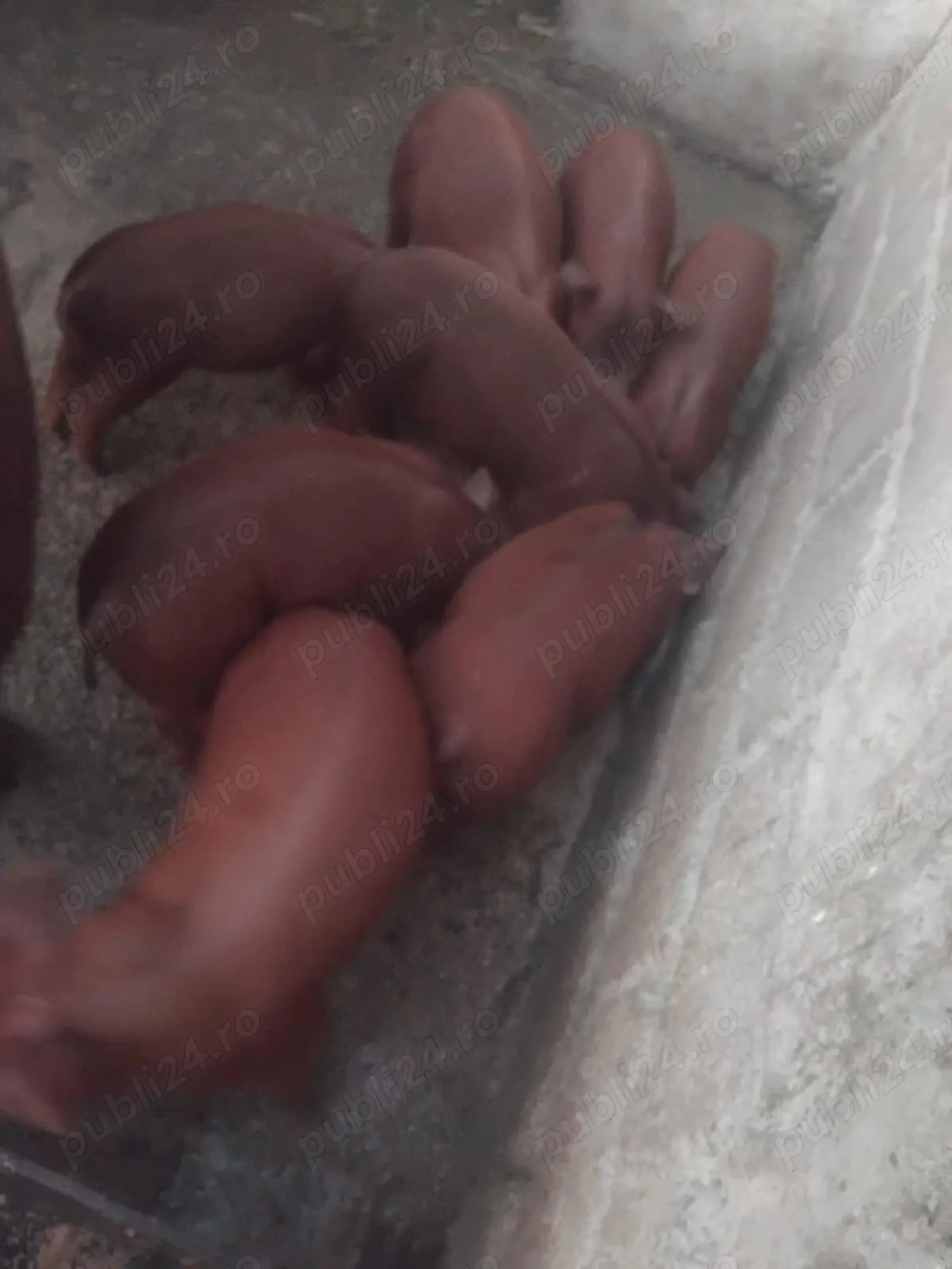 Vind 9 purceii de 9 săptămâni 