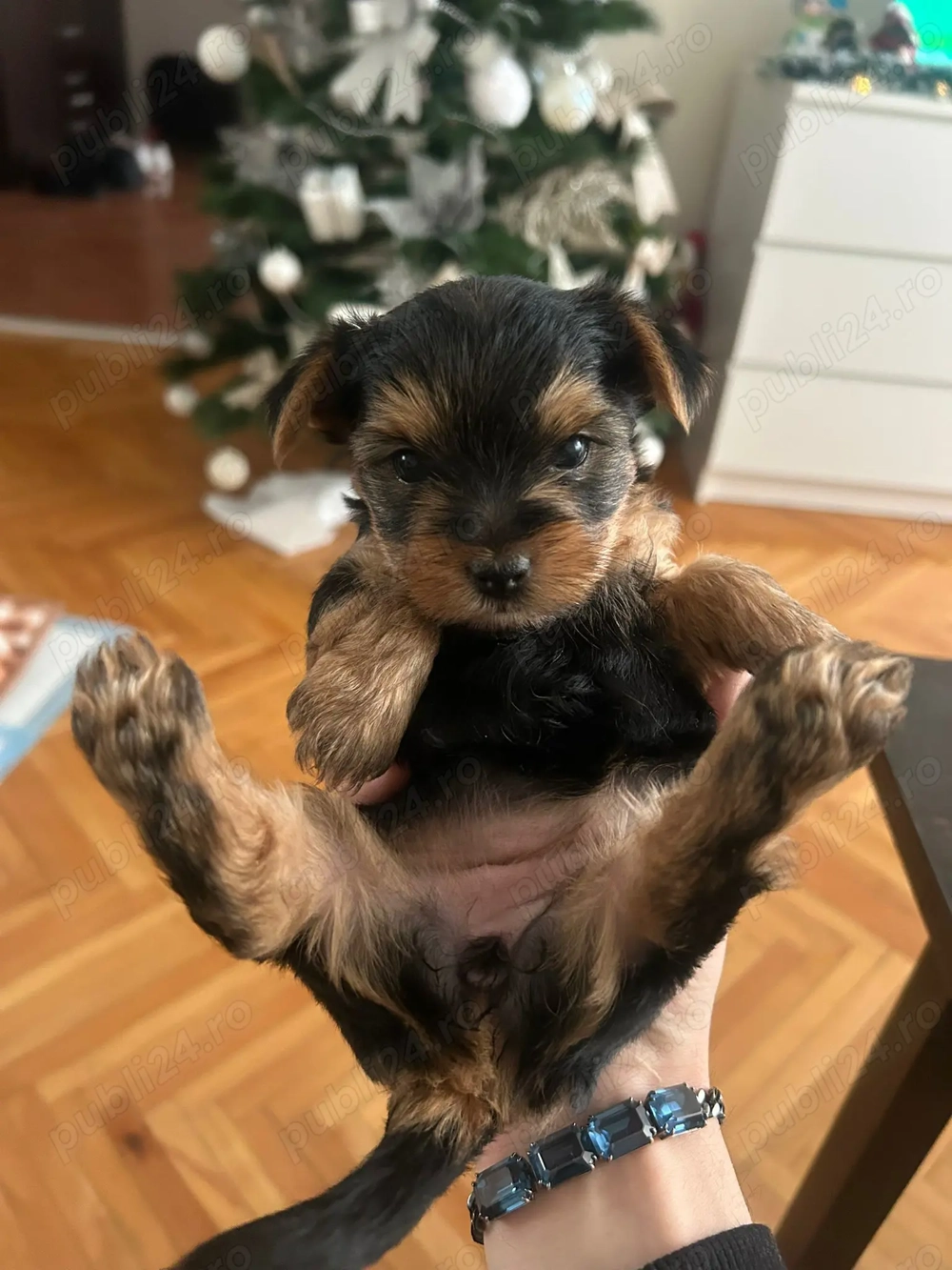 Vând femela Yorkhi terier