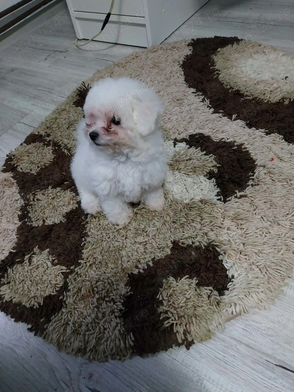 Căței bichon  maltez