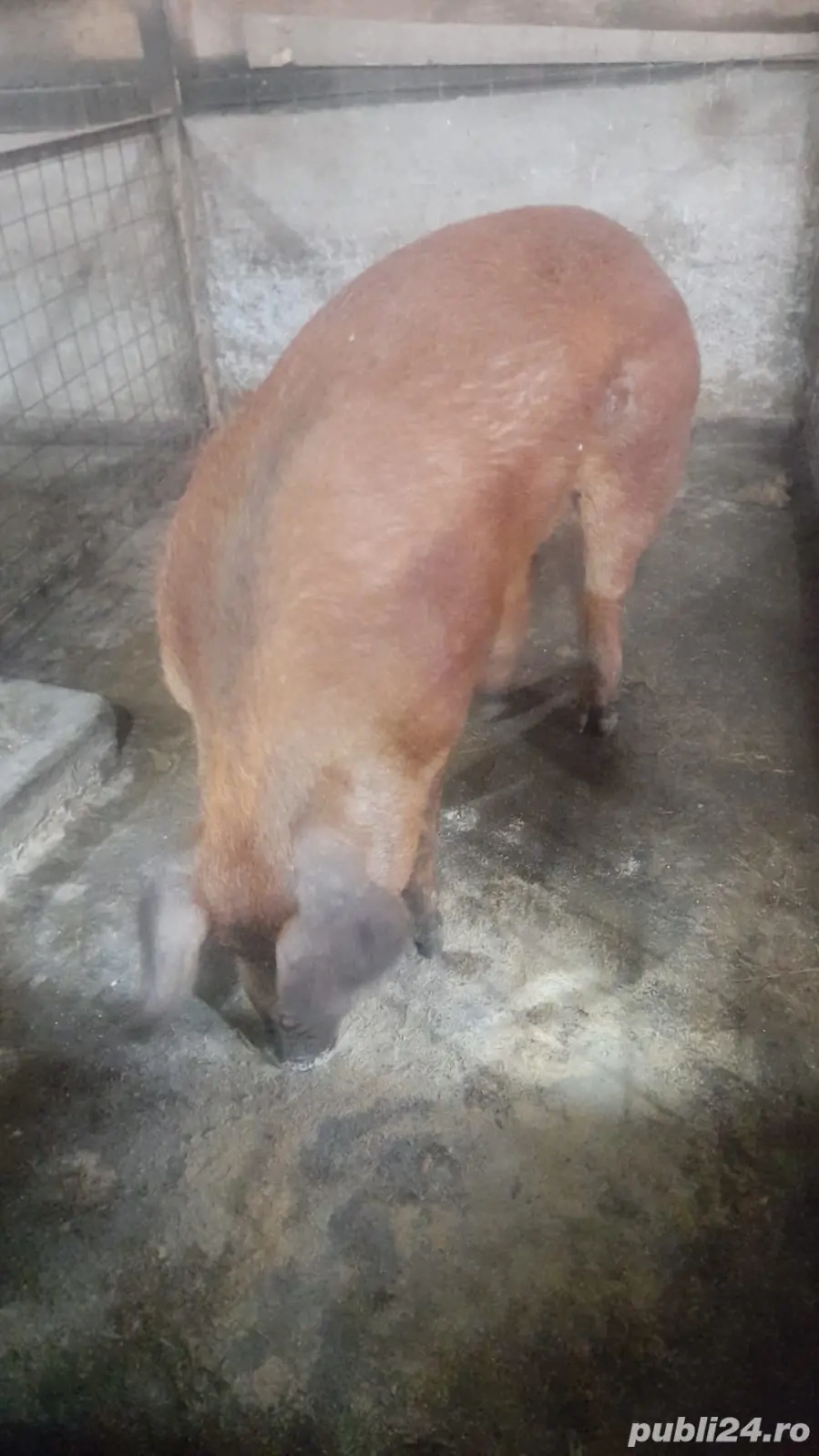 vand vier druoc frumos