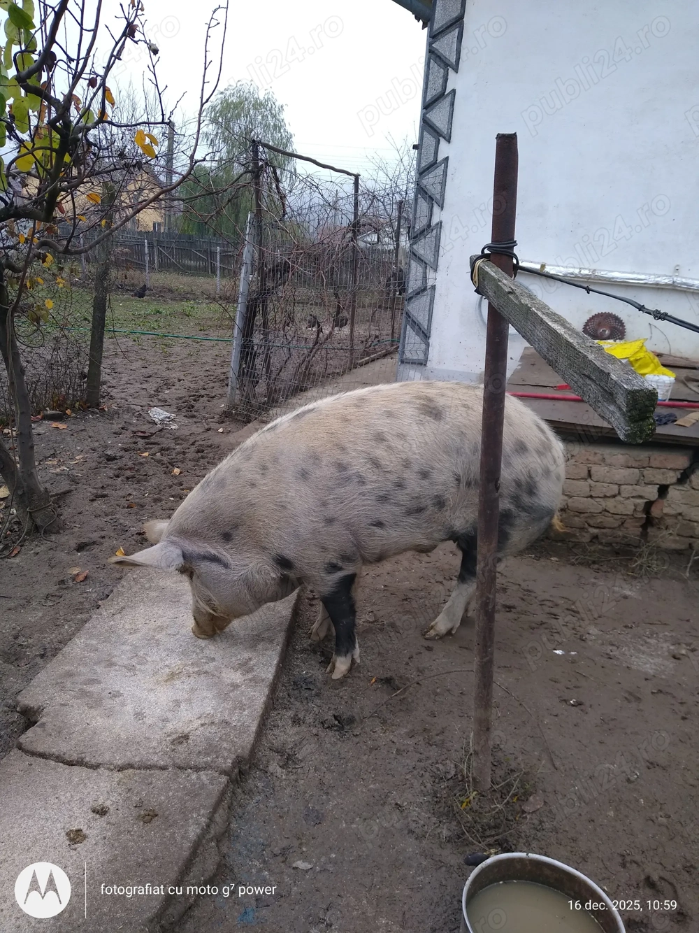 Porc de Vinzare 150 KG 4000 Lei Negociabil, Calitatea Porcului este Bio, adica nu cu tratament 