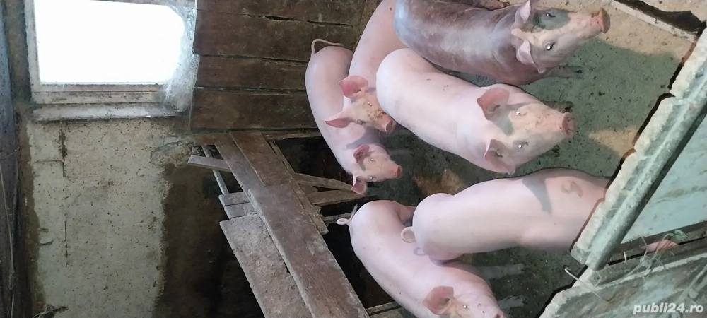 porci de tara 90 100kg 18 lei viu