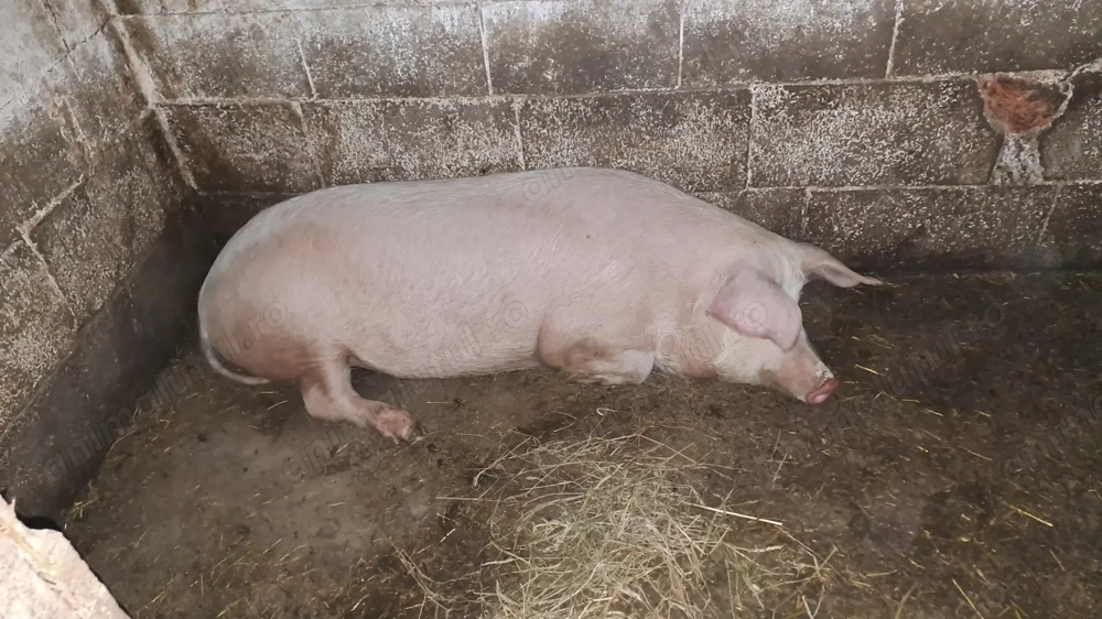 Vând scroafe cu vârsta de un an