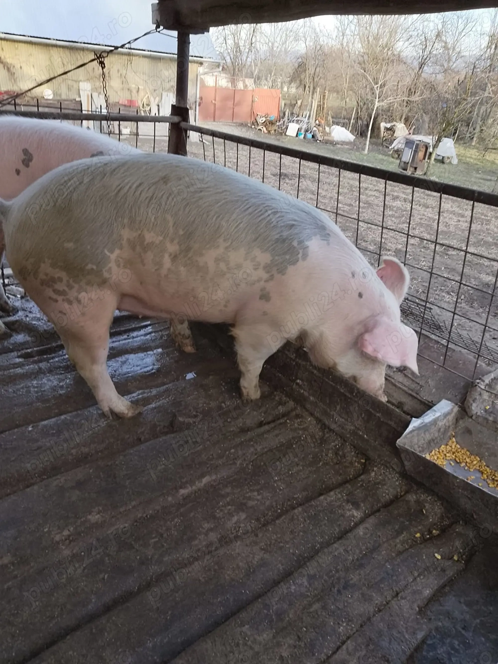 Purcica aprox 150 kg Totesti   Hateg