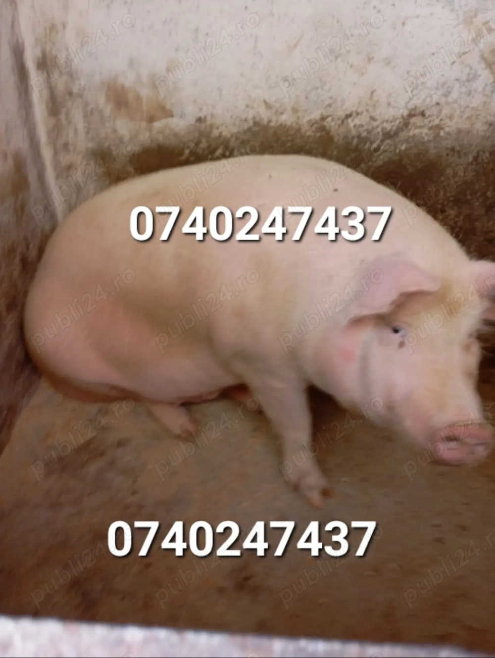 Vand porc de carne PECIU NOU