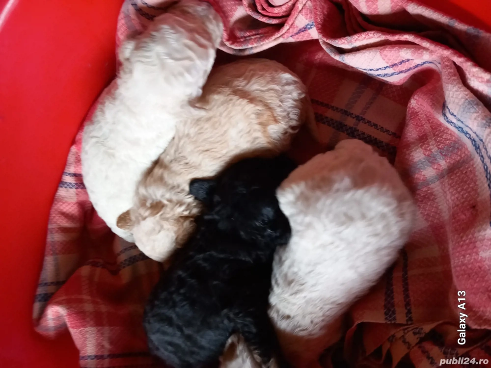 caniche pentru prenotare 