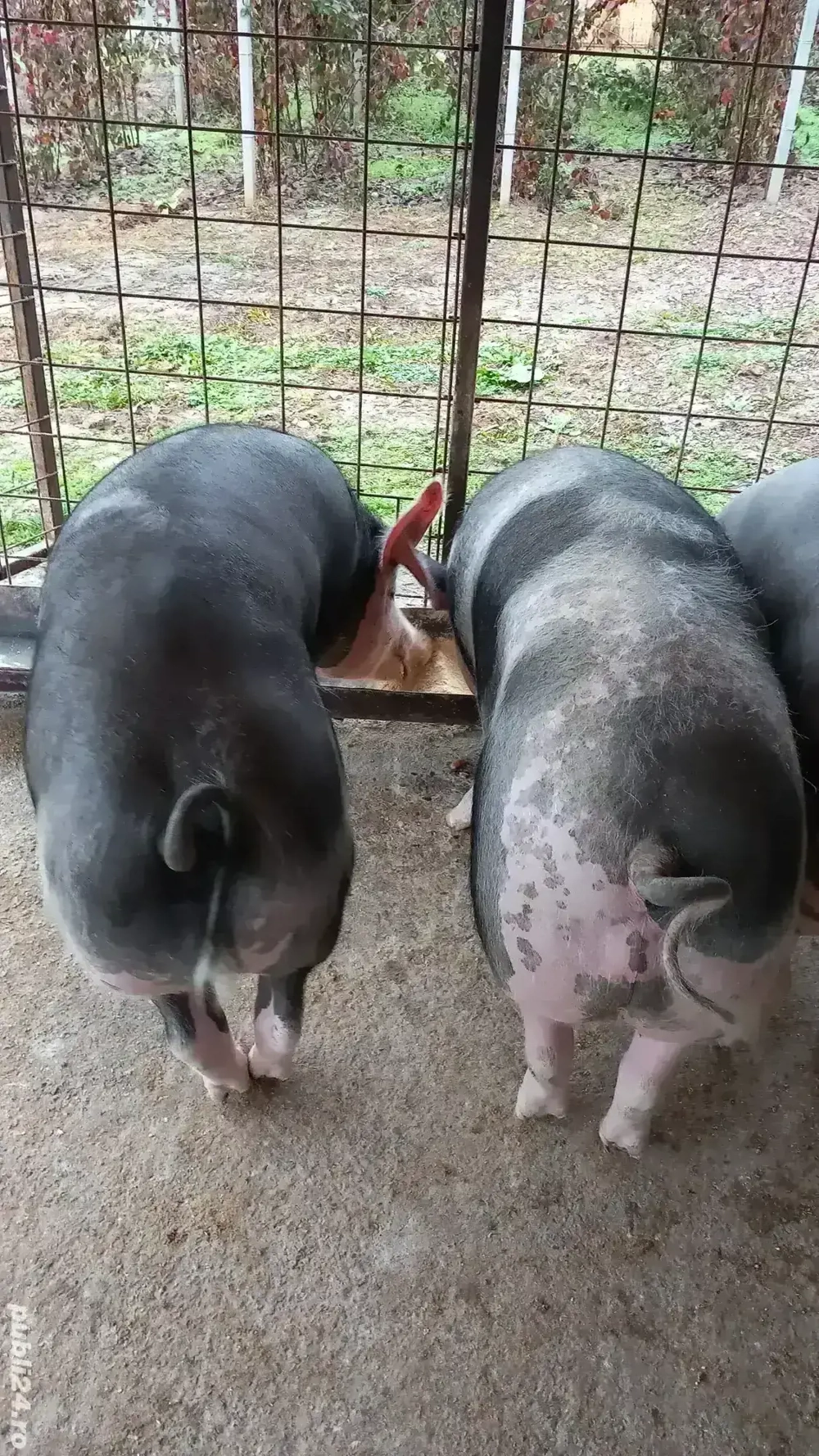 Porci Stalpeni Argeș 