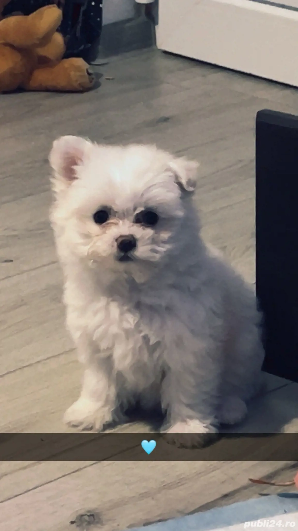 Vând Bichon Maltese